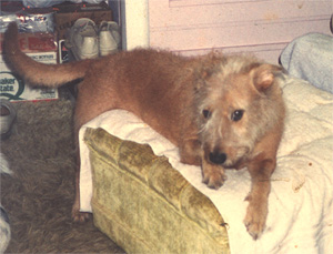 Photo of my dog Cindy, 1989 - 05.05.02.